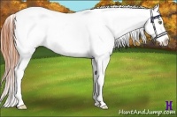 Horse Color:Amber Champagne Roan Dun Appaloosa