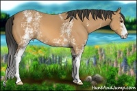 Horse Color:White Spotted Buckskin 
