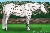 Horse Color:Bay Appaloosa