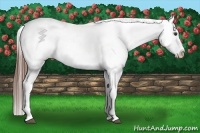 Horse Color:Chestnut Appaloosa 