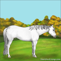 Horse Color:White Spotted Blue Roan Splash Frame