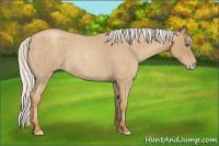 Horse Color:Silver Classic Champagne Roan 