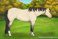 Horse Color:Buckskin Roan Dun 