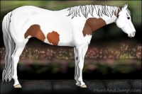 Horse Color:Bay Splash Tobiano