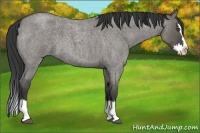 Horse Color:Grullo Roan Splash 
