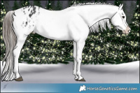 Horse Color:Black Appaloosa