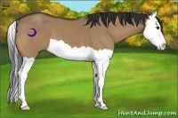 Horse Color:Bay Dun Splash 