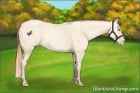 Horse Color:Buckskin Pearl Dun Sabino