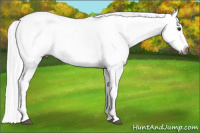 Horse Color:Gray Red Dun Appaloosa 