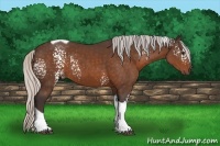 Horse Color:White Spotted Silver Bay Tobiano 