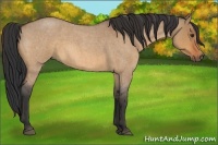 Horse Color:Bay Roan Dun 