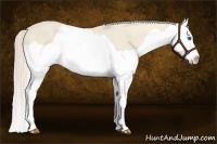 Horse Color:Cremello Splash