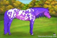 Horse Color:Watercolor Brown Appaloosa 