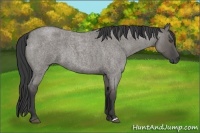 Horse Color:Grullo Roan 