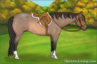 Horse Color:Buckskin Roan