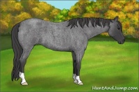 Horse Color:Smoky Blue Roan 
