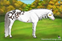 Horse Color:Brown Ice Appaloosa 
