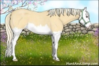 Horse Color:Palomino Roan Splash