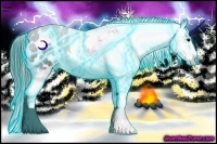 Horse Color:Thunderstruck Smoky Black Appaloosa