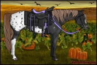 Horse Color:Liver Chestnut Appaloosa 