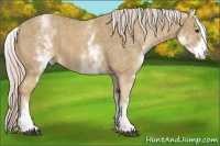 Horse Color:White Spotted Palomino Brindle