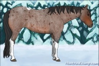 Horse Color:Bay Roan Tobiano