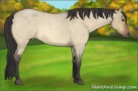 Horse Color:Buckskin Roan Dun 