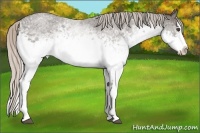Horse Color:White Spotted Silver Blue Roan Splash