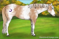 Horse Color:White Spotted Chestnut Splash 