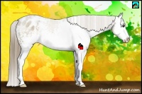 Horse Color:White Spotted Liver Red Dun Sabino Splash Appaloosa Rabicano 
