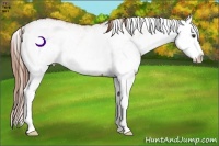 Horse Color:White Spotted Chestnut Splash 