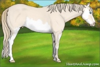 Horse Color:Perlino Sabino Splash Frame 