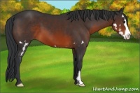 Horse Color:Brown Sabino Splash Frame 
