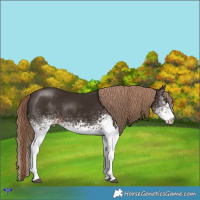 Horse Color:White Spotted Liver Chestnut 