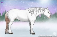 Horse Color:Brown Appaloosa 