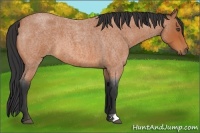 Horse Color:Bay Roan 