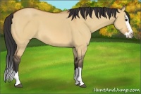 Horse Color:Bay Dun Sabino Splash