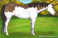 Horse Color:Buckskin Splash 