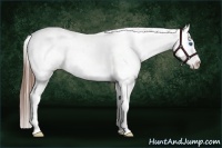Horse Color:Red Roan Splash Appaloosa Rabicano