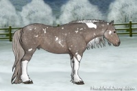 Horse Color:White Spotted Silver Black Tobiano 