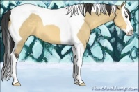 Horse Color:Buckskin Dun Splash Tobiano 