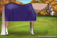 Horse Color:Palomino Splash Rabicano 