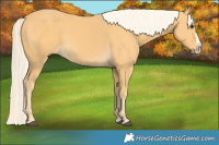 Horse Color:Palomino Splash 