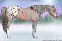 Horse Color:Bay Appaloosa 