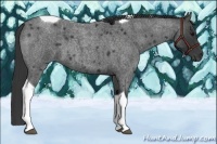 Horse Color:Blue Roan Tobiano 