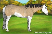 Horse Color:Buckskin Dun Splash Rabicano 