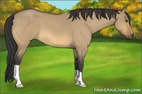 Horse Color:Buckskin Roan Dun