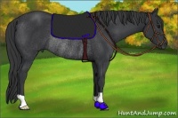 Horse Color:Black Rabicano 