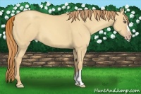 Horse Color:Gold Champagne Dun 