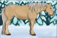 Horse Color:Palomino Sabino